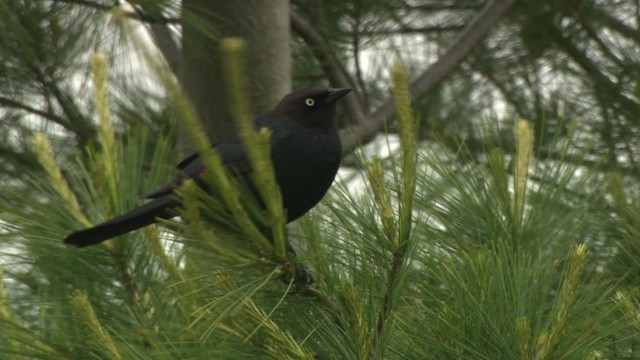 Brewer's Blackbird - ML476583