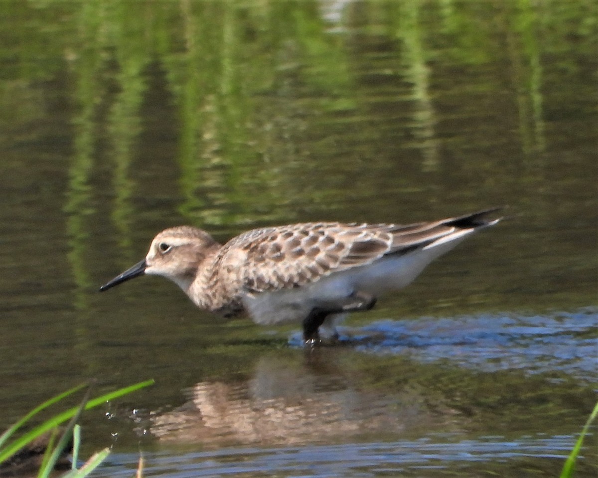 Baird's Sandpiper - ML476583141