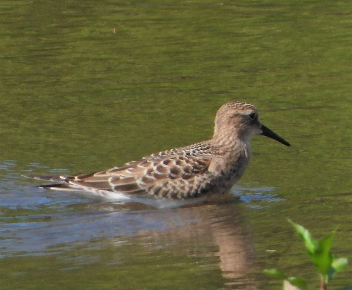 Baird's Sandpiper - ML476583171