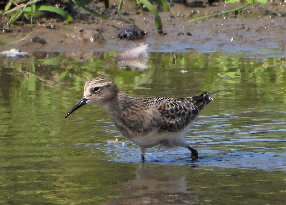 Baird's Sandpiper - ML476583181