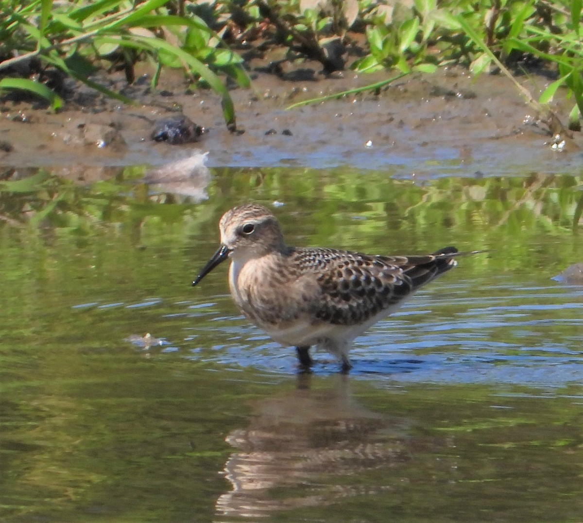 Baird's Sandpiper - ML476583191