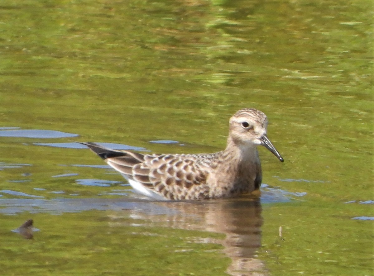 Baird's Sandpiper - ML476583201