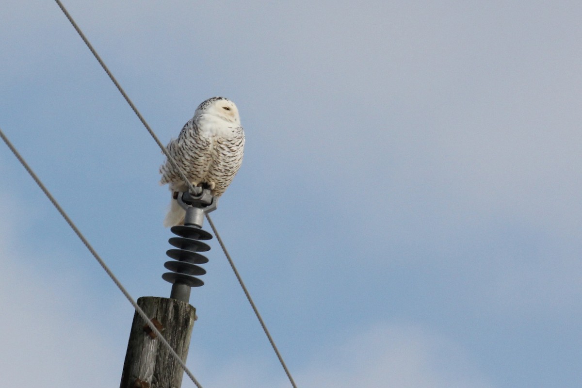 Snowy Owl - ML47658341