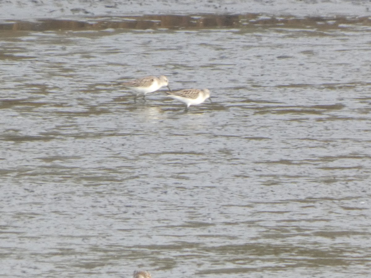 Western Sandpiper - ML476584911