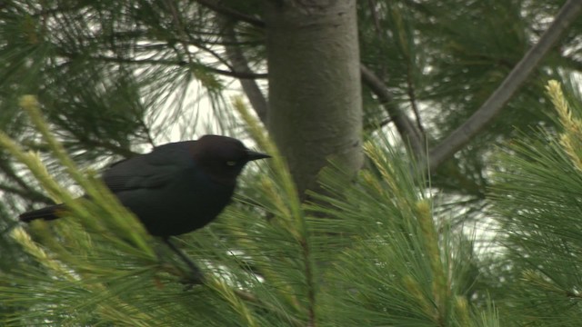 Brewer's Blackbird - ML476585