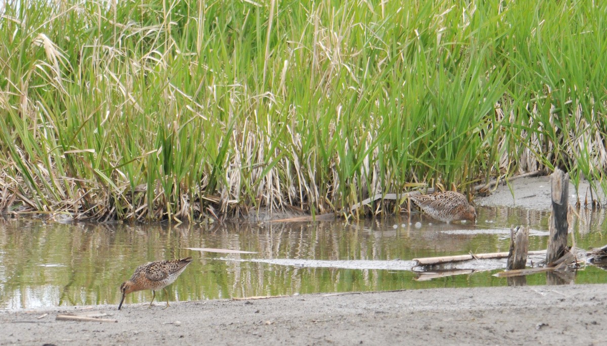 Short-billed Dowitcher - ML47658501