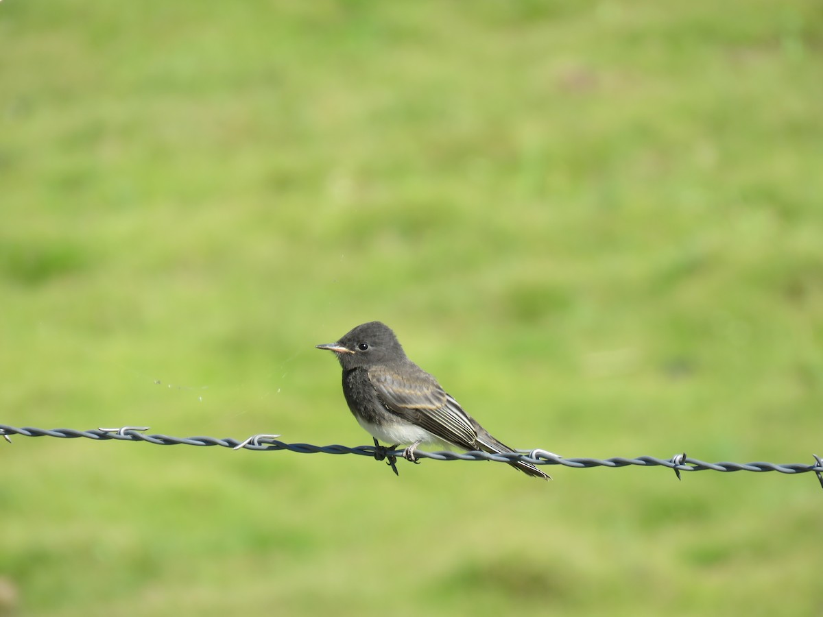 Black Phoebe - ML476585501