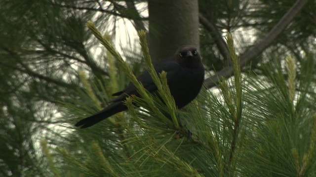 Brewer's Blackbird - ML476586