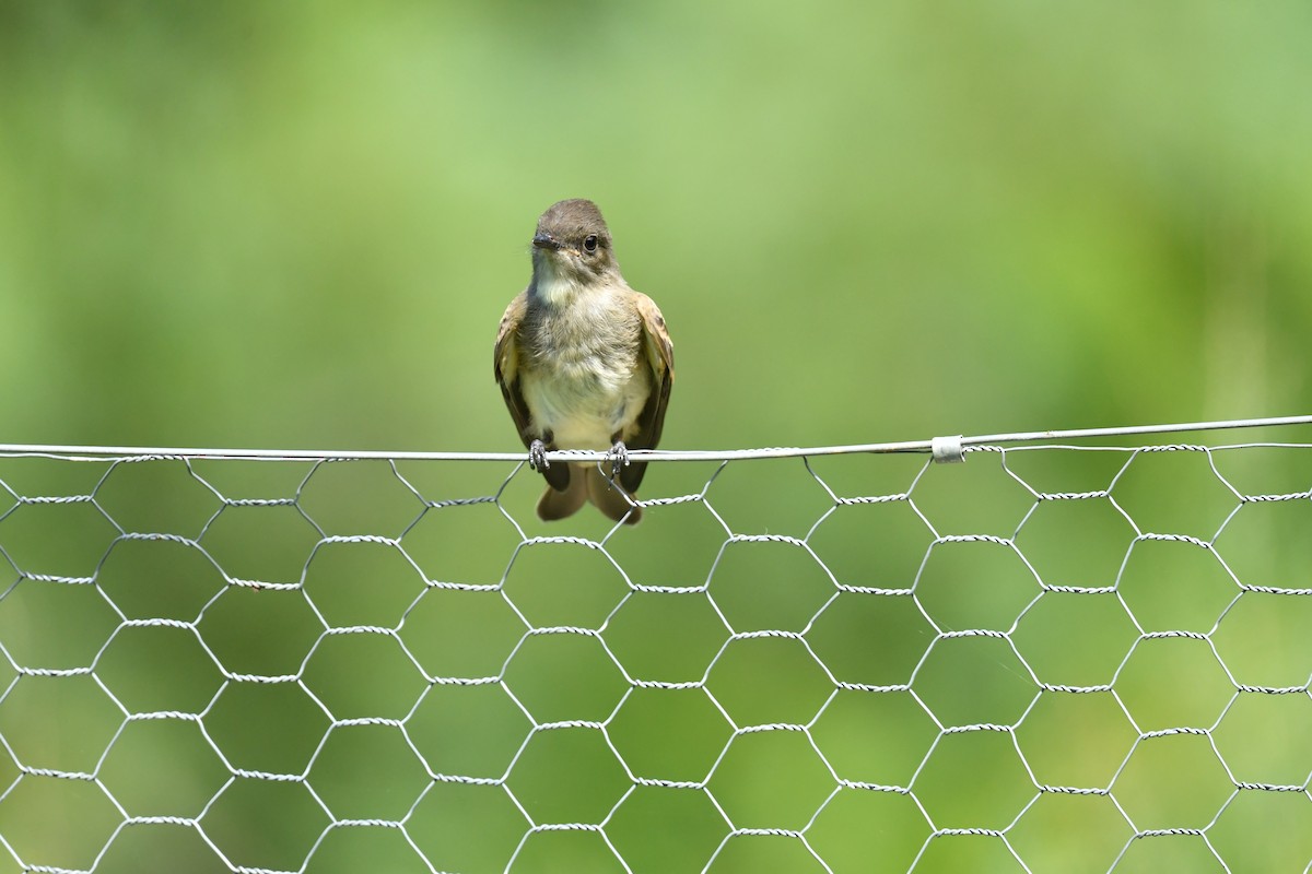 Eastern Wood-Pewee - ML476586081