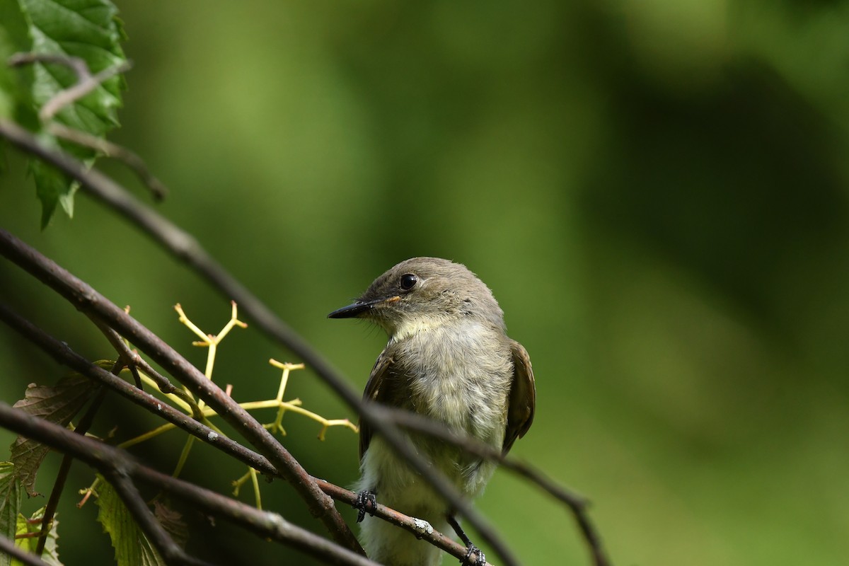Eastern Wood-Pewee - ML476586181