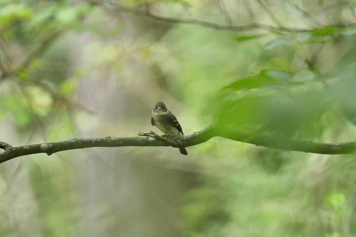 Eastern Wood-Pewee - ML476586221