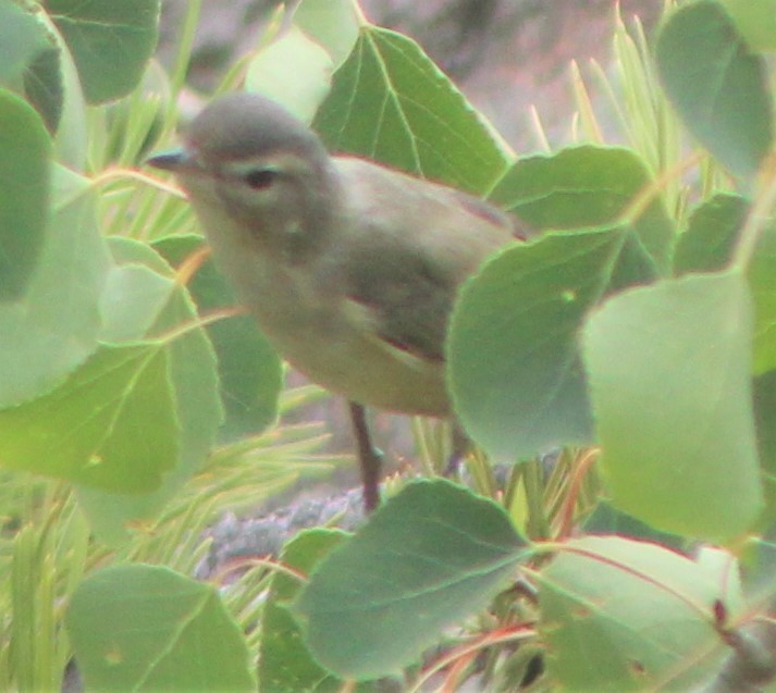 Ötücü Vireo - ML476586871