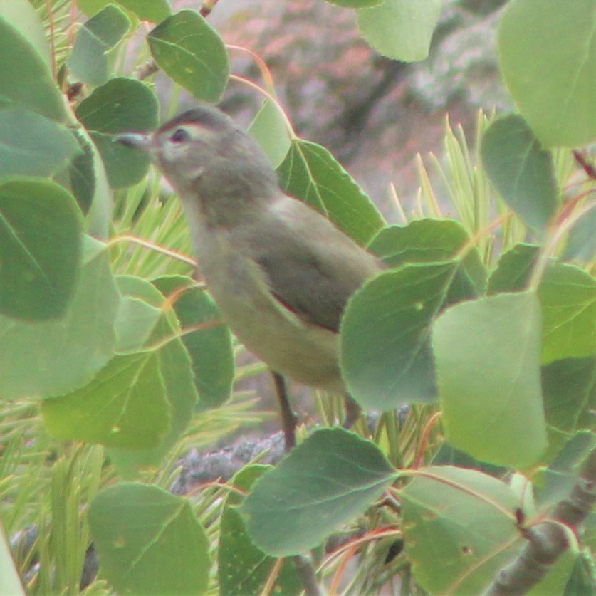 Ötücü Vireo - ML476586881