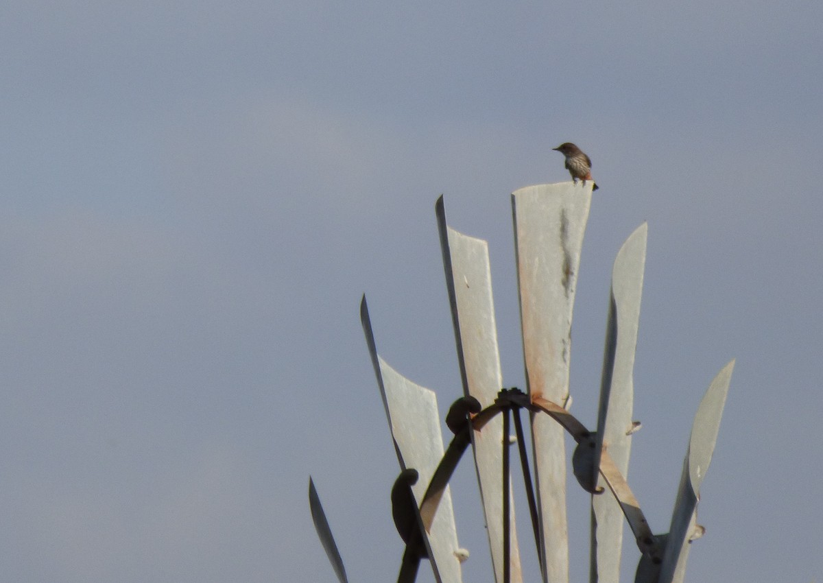 Vermilion Flycatcher - ML476587261