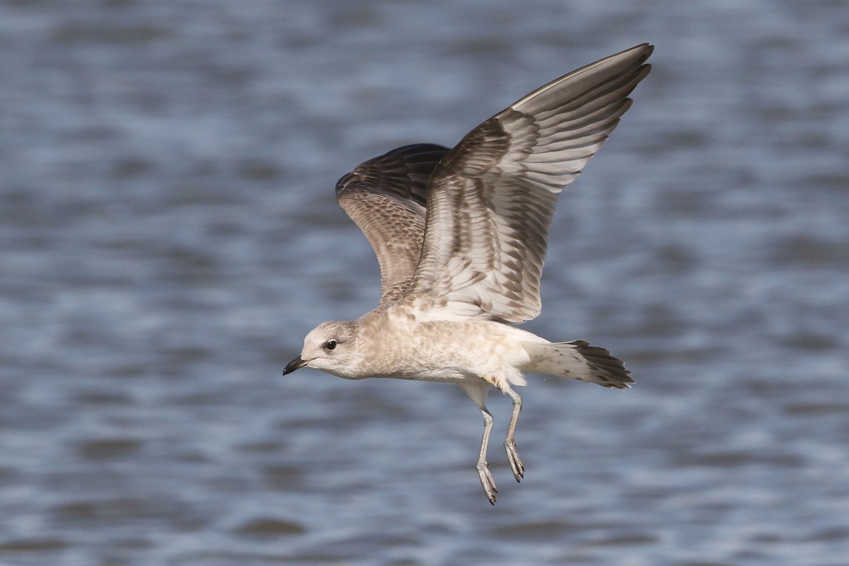 Common Gull - ML476587691