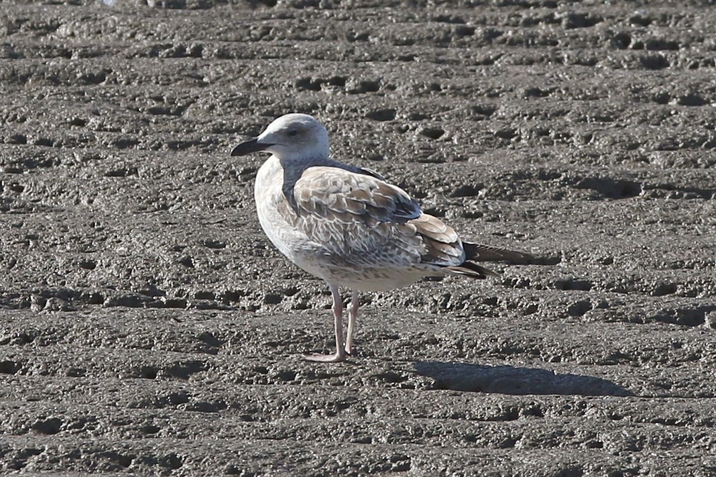 Caspian Gull - ML476587721