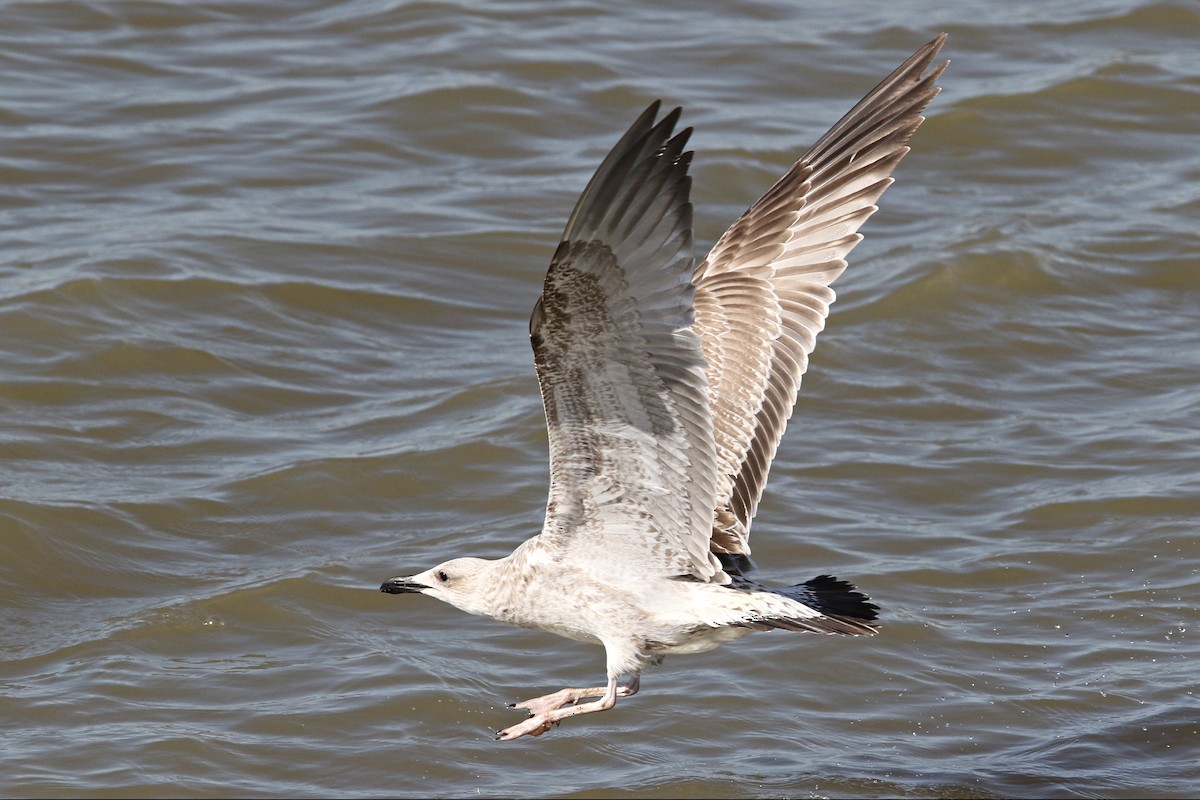 Caspian Gull - ML476587751