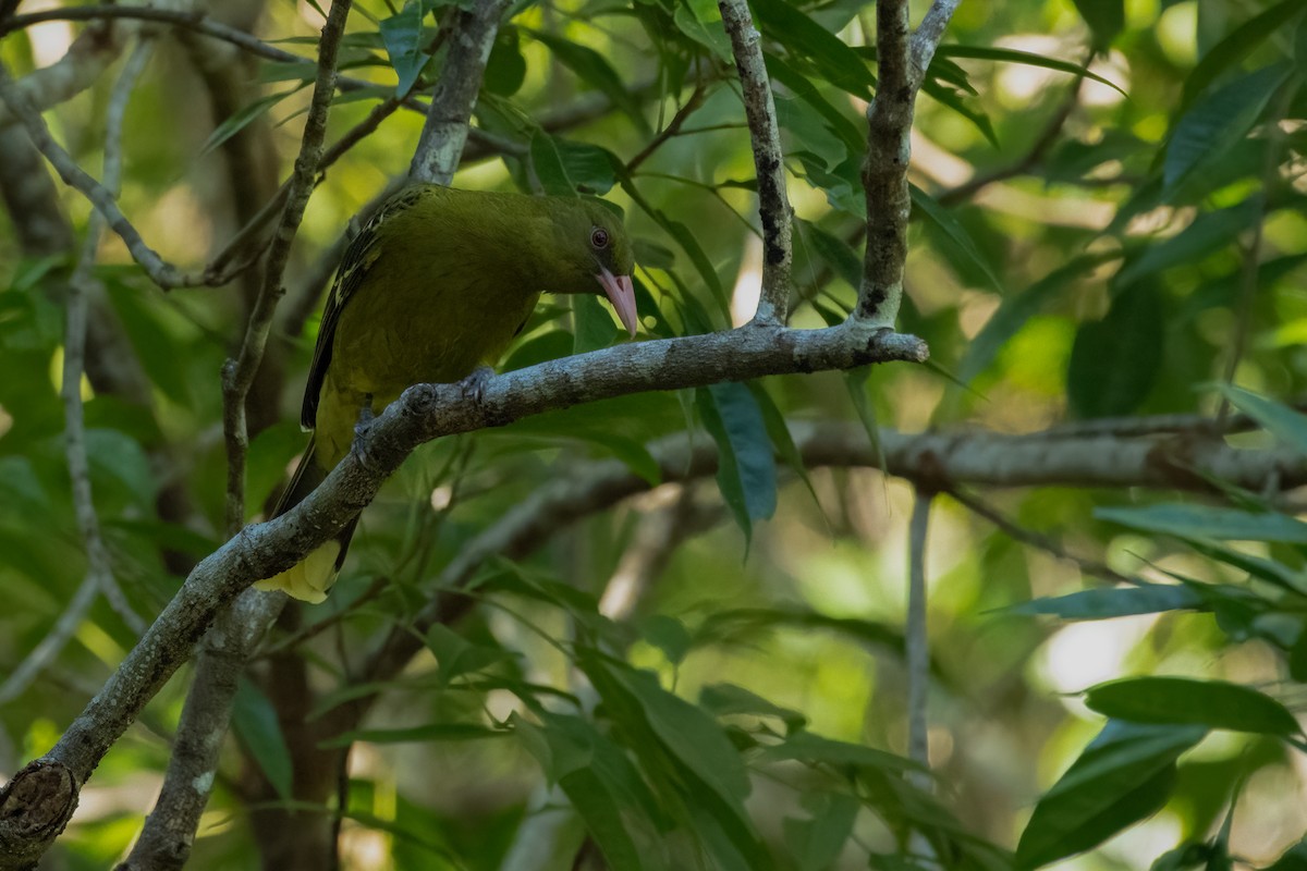 Oropéndola Verdosa - ML476588081