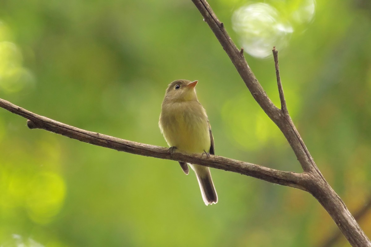 Yellow-bellied Flycatcher - ML476588391