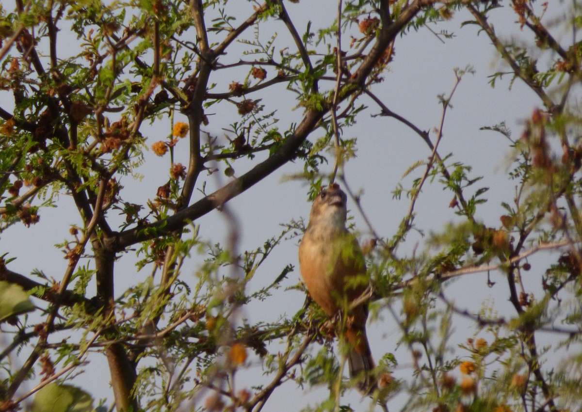 Rusty-collared Seedeater - ML476588711