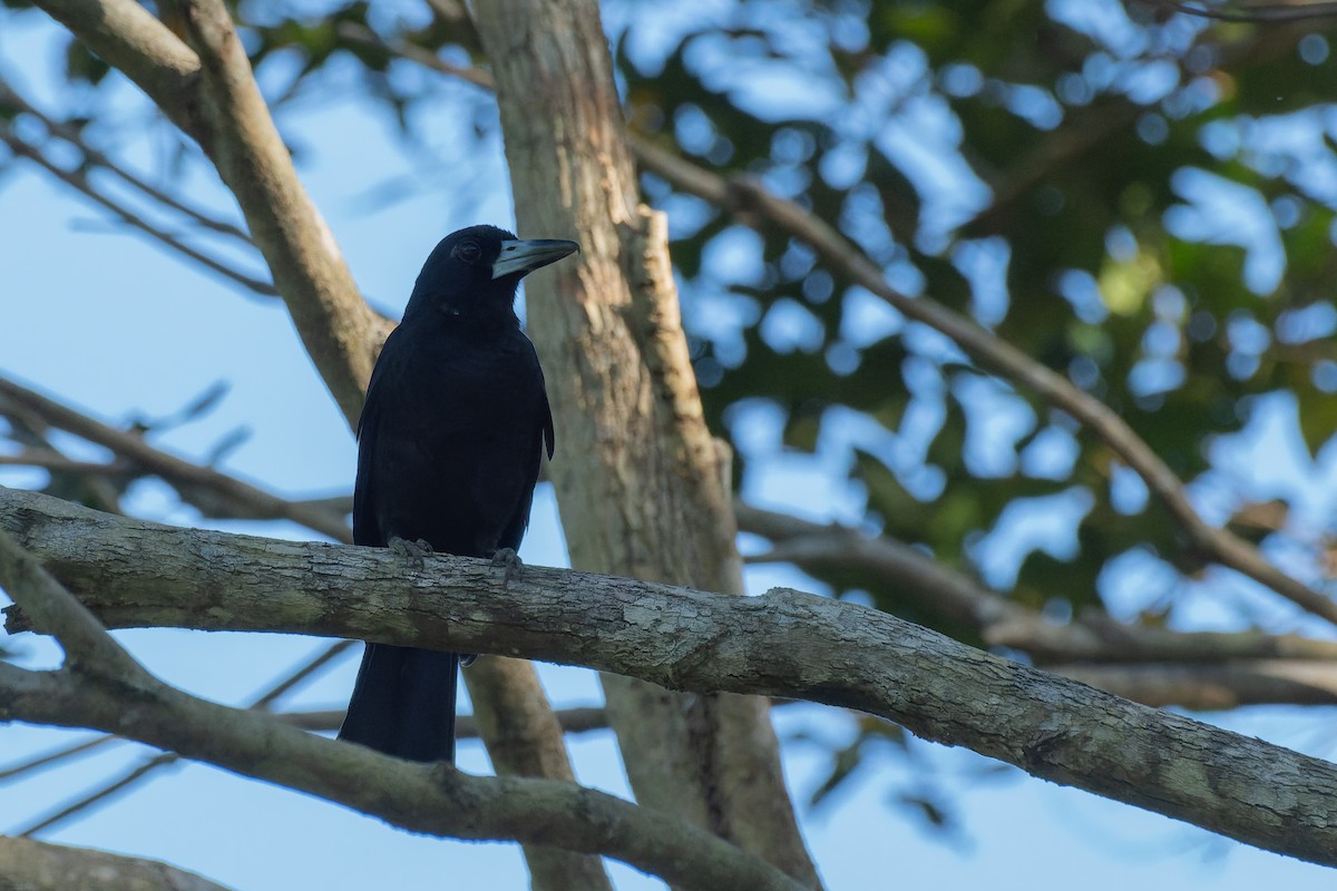 Black Butcherbird - ML476589101