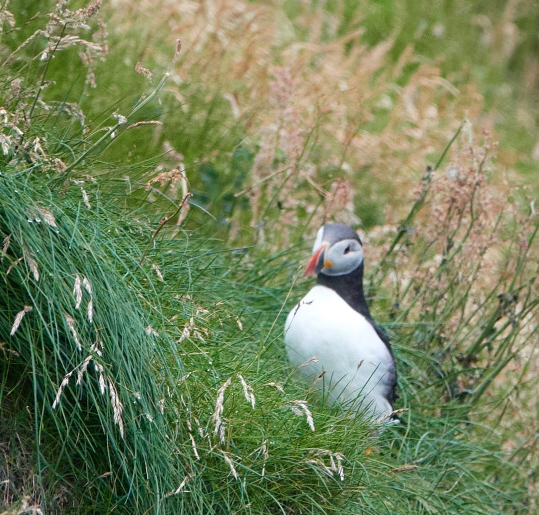 Atlantic Puffin - ML476589151