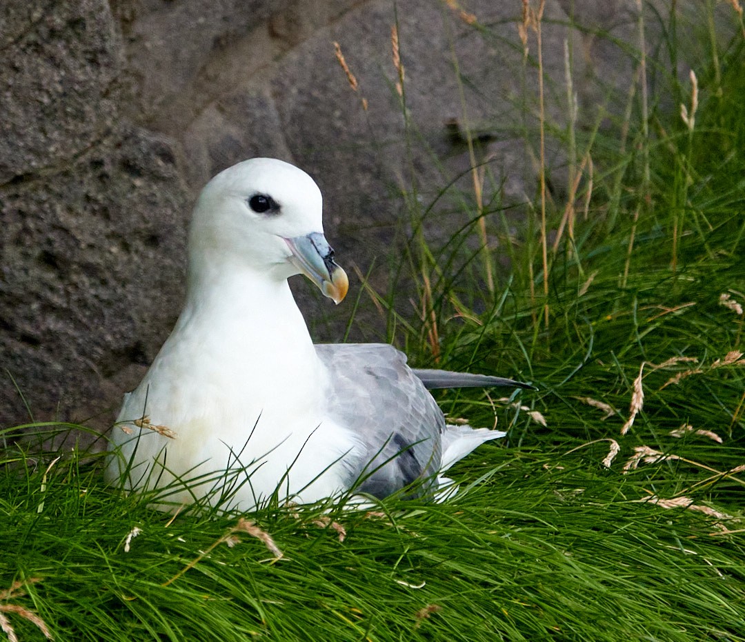 Fulmar boréal - ML476589211