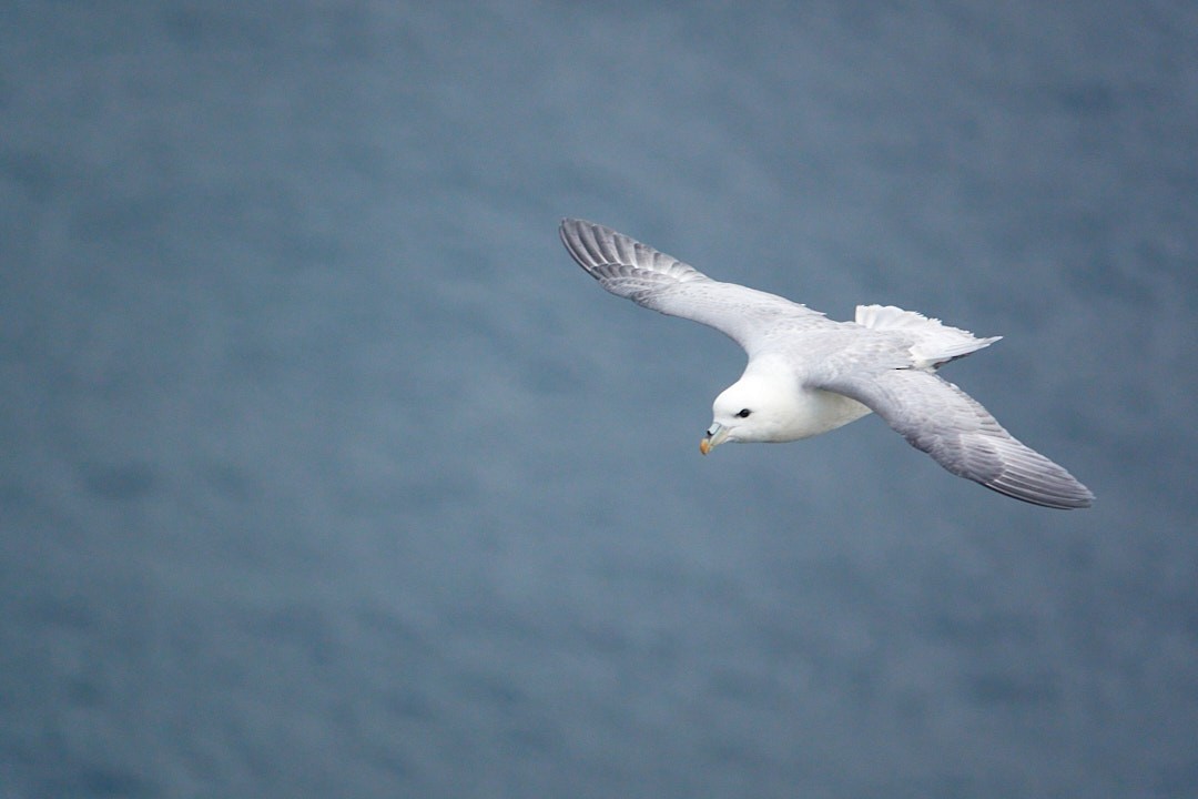 Northern Fulmar - Ramon Grimalt