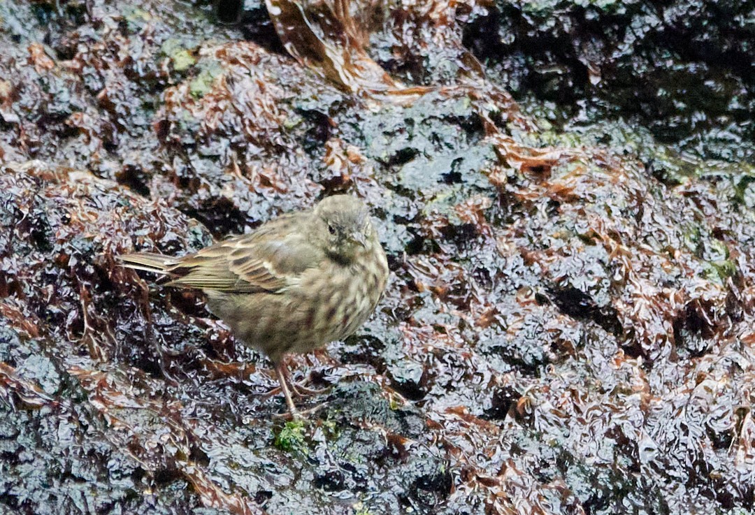 Rock Pipit - ML476589601