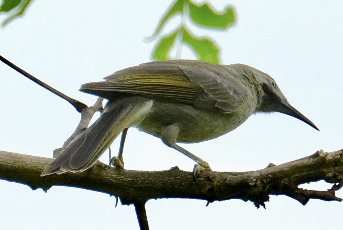 medosavka černovousá - ML476589991