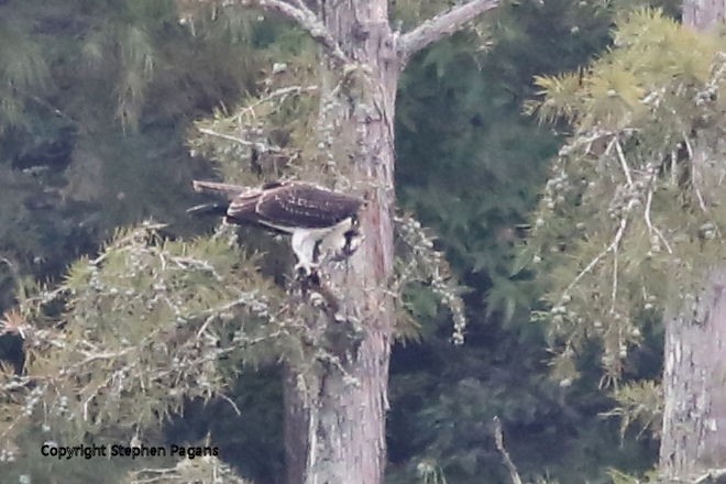 Osprey - Steve Pagans