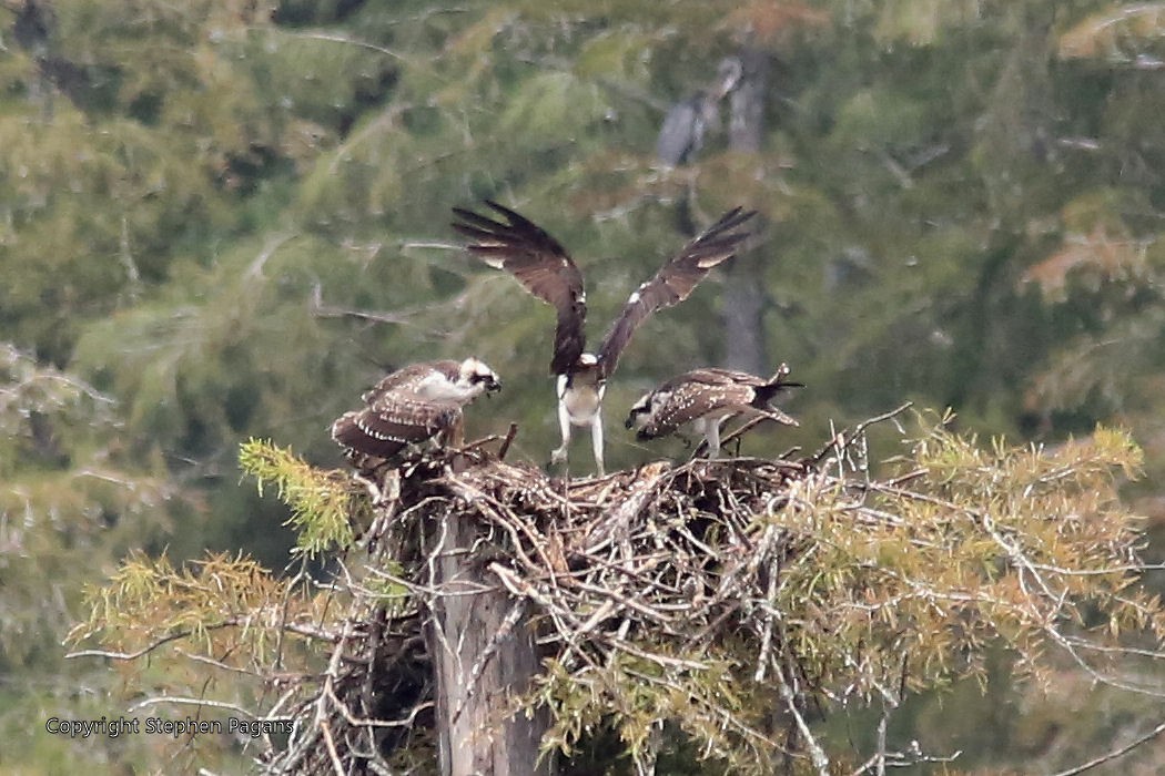 Águila Pescadora - ML476590231