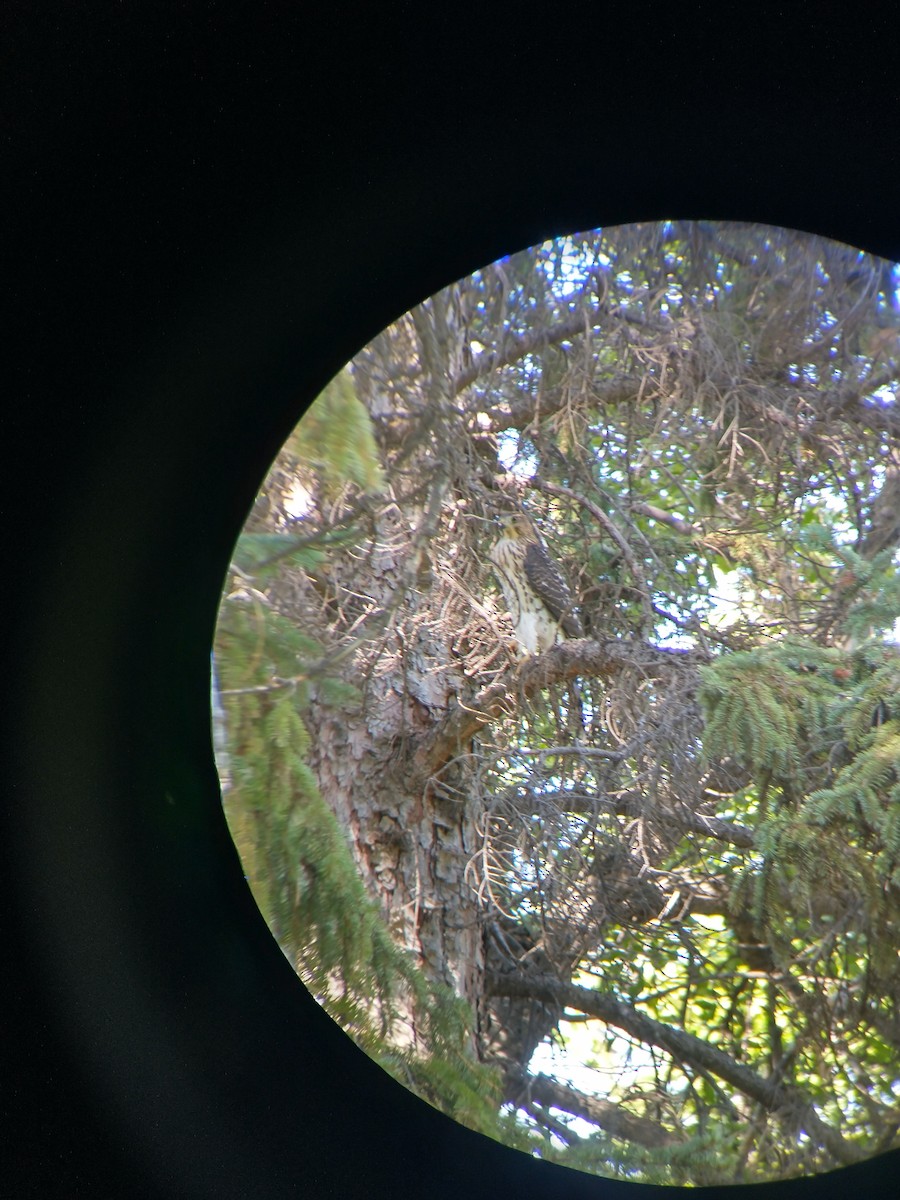 Cooper's Hawk - ML476590831