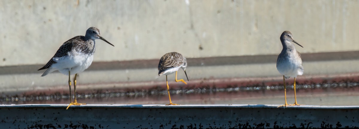 Lesser Yellowlegs - ML476591261