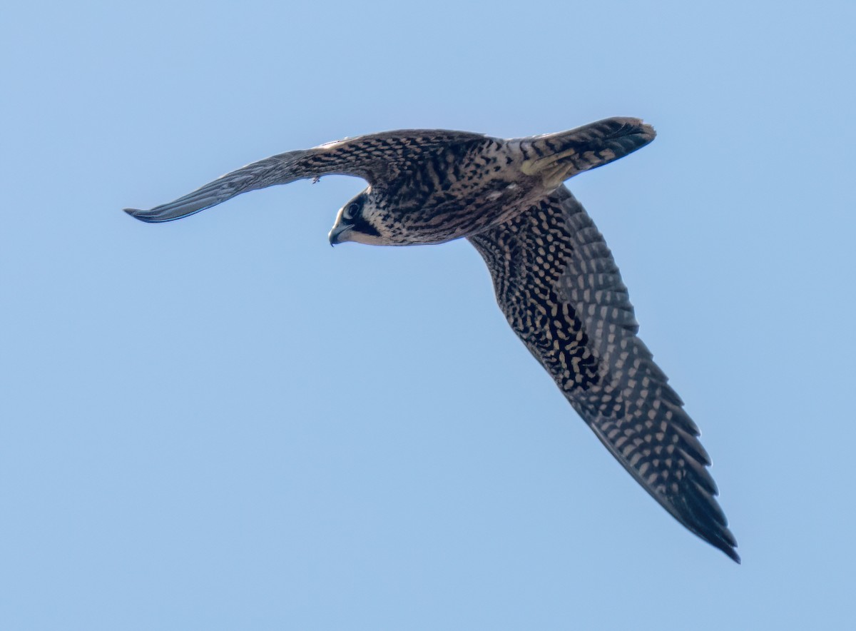 Peregrine Falcon - ML476591351