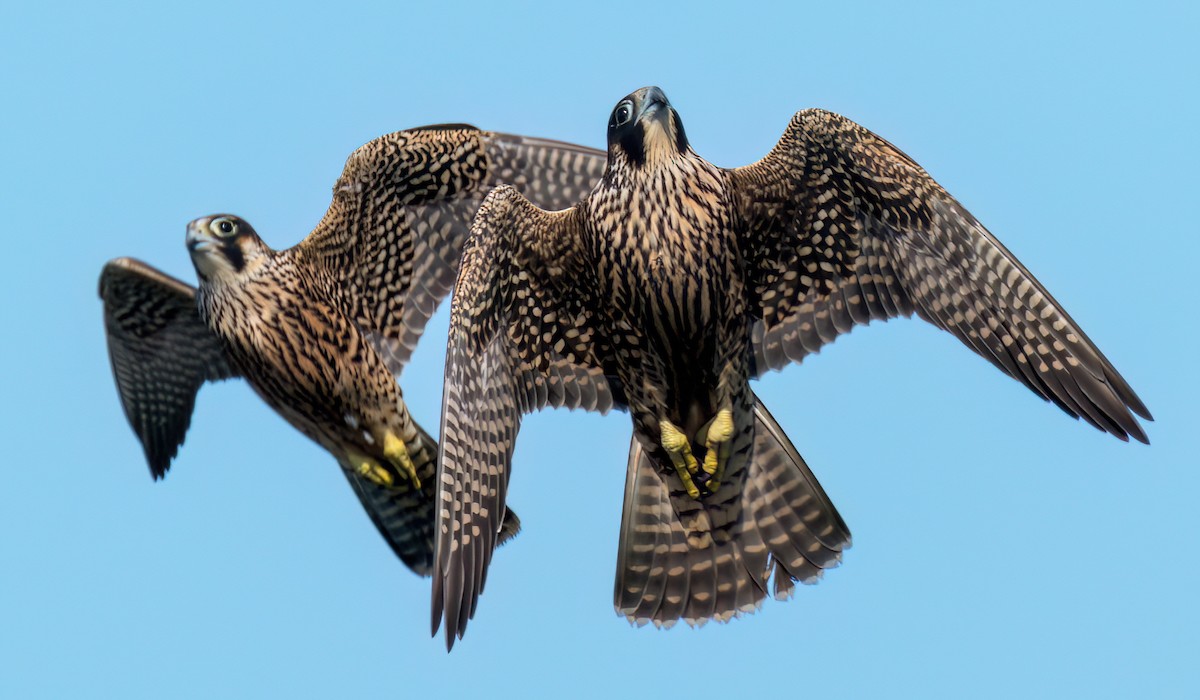 Peregrine Falcon - ML476591361