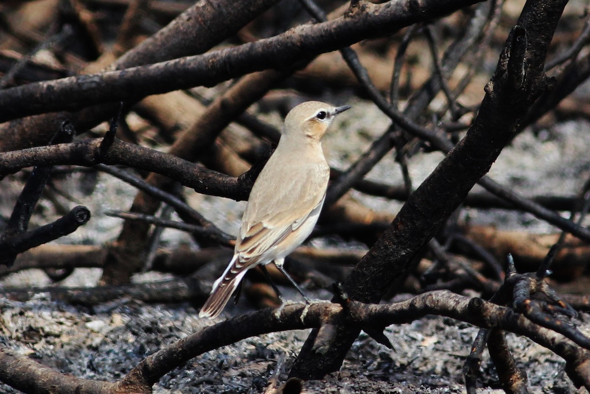 Isabelline Wheatear - ML476591571