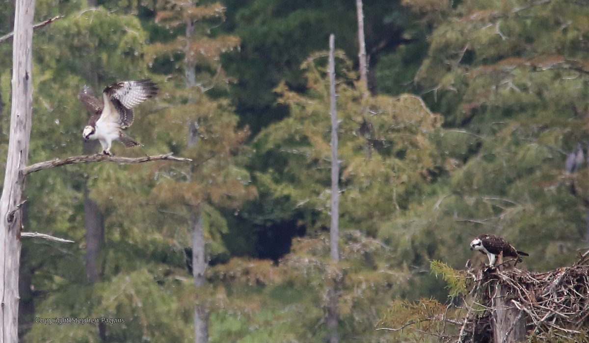 Osprey - Steve Pagans