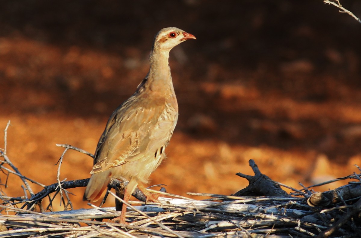 Chukar - ML476591921