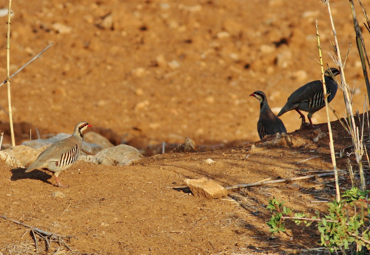 Chukar - ML476591931