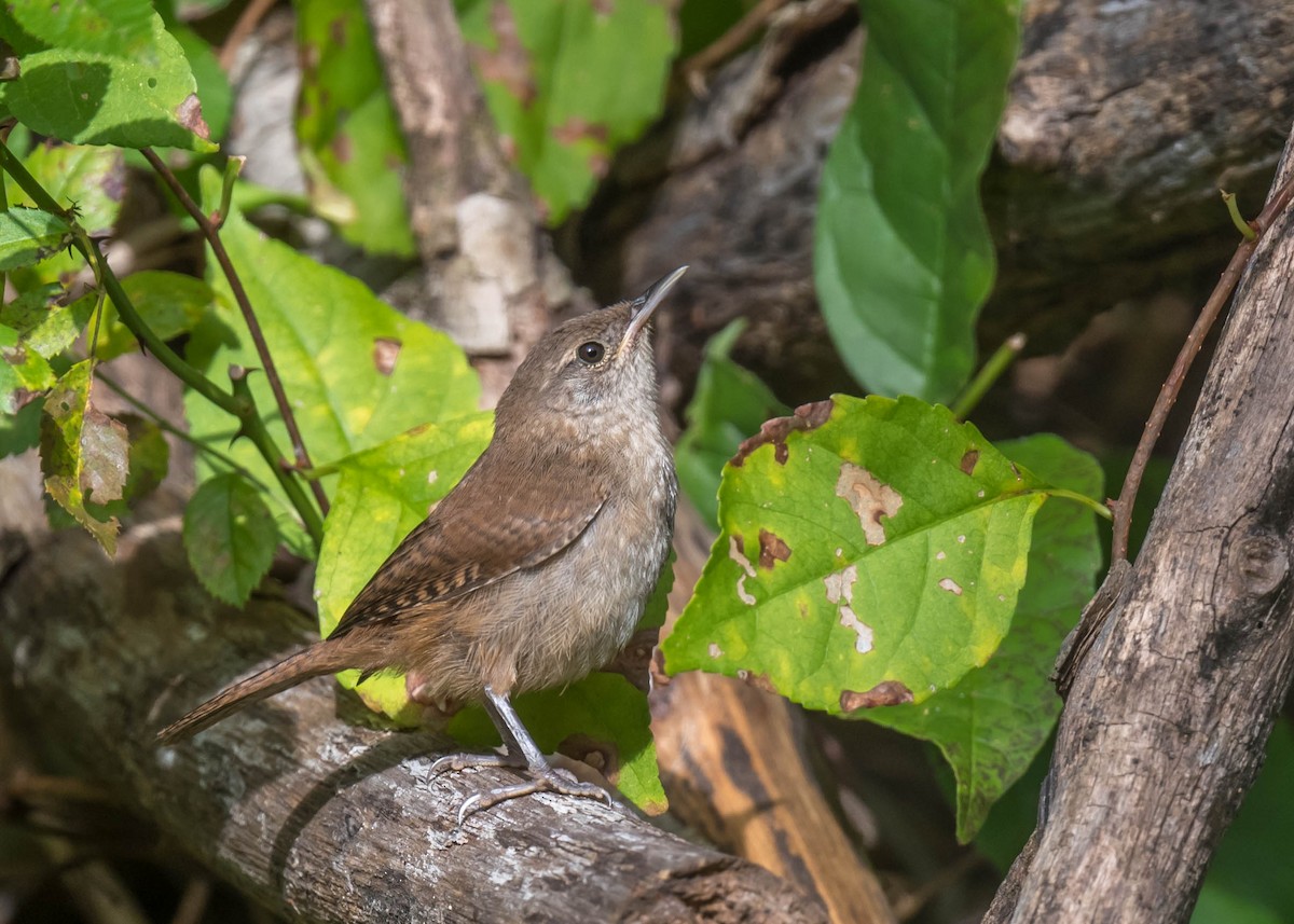 House Wren - ML476592161