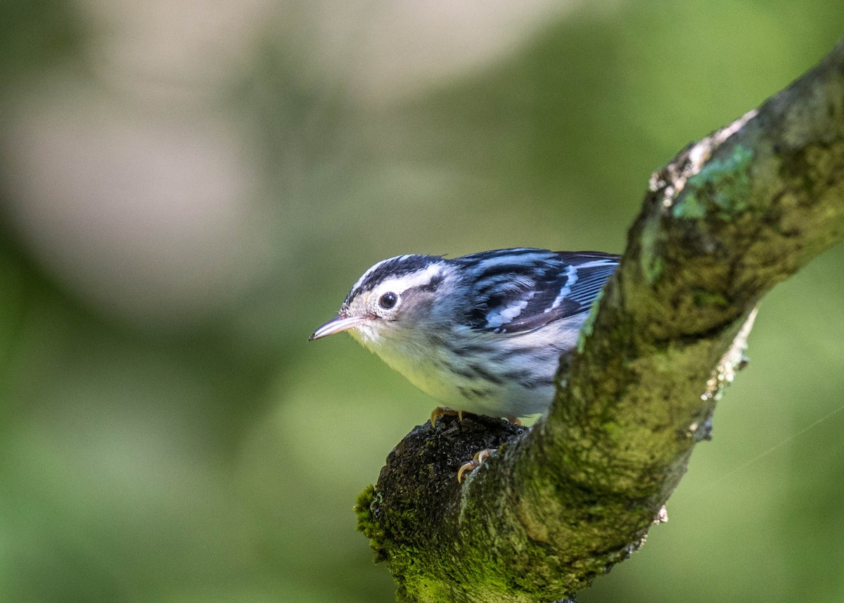 Black-and-white Warbler - ML476592641