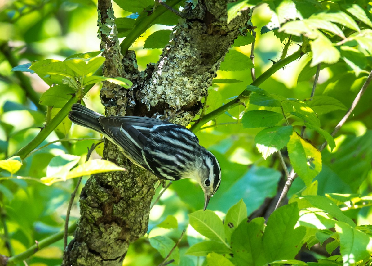 Black-and-white Warbler - ML476592811
