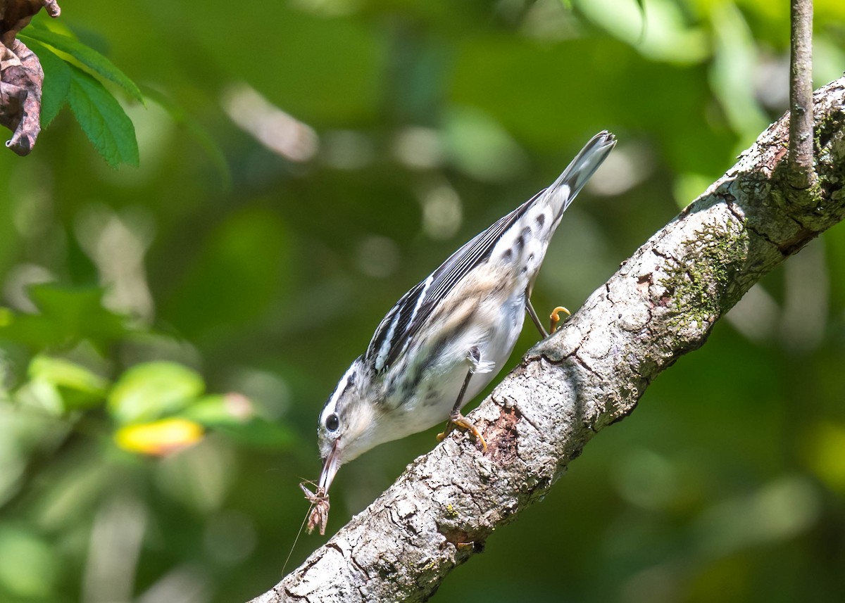 Black-and-white Warbler - ML476593051