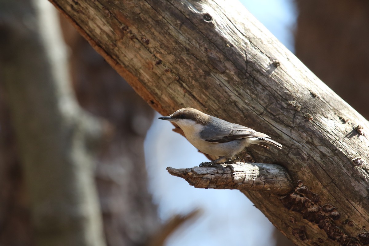 Brown-headed Nuthatch - Tom Davis
