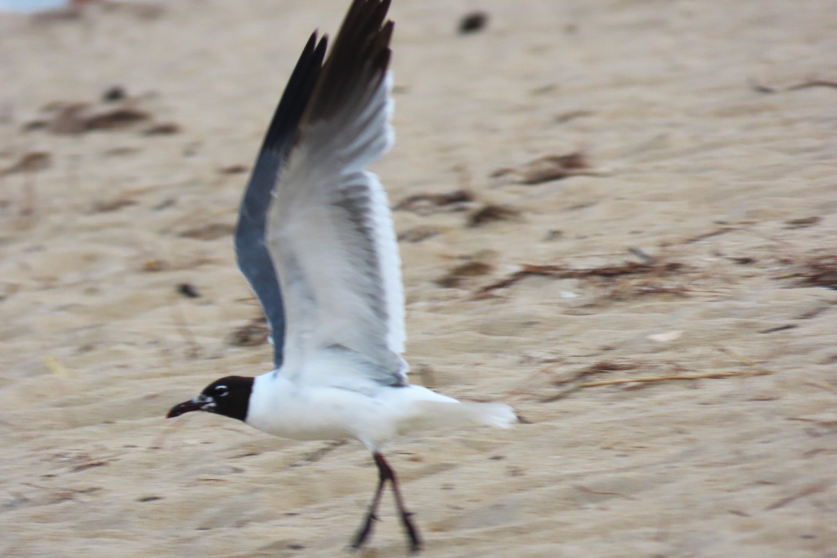 Laughing Gull - ML476593191