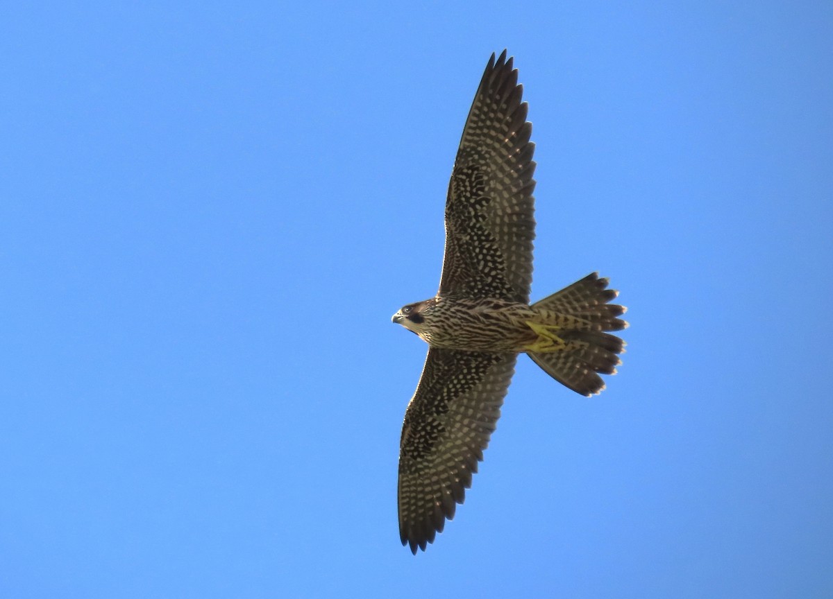 Peregrine Falcon - Samuel Lau