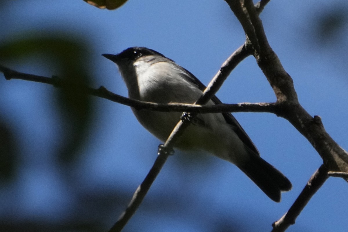 Brown-backed Whistler - ML476594571