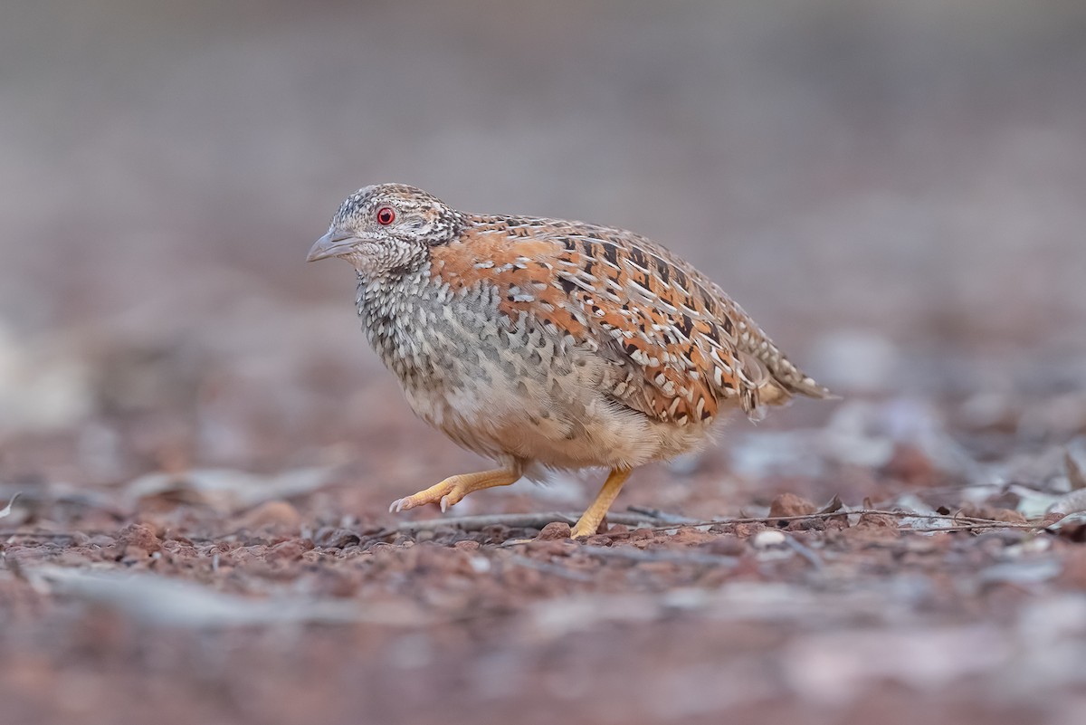 Painted Buttonquail - ML476595461