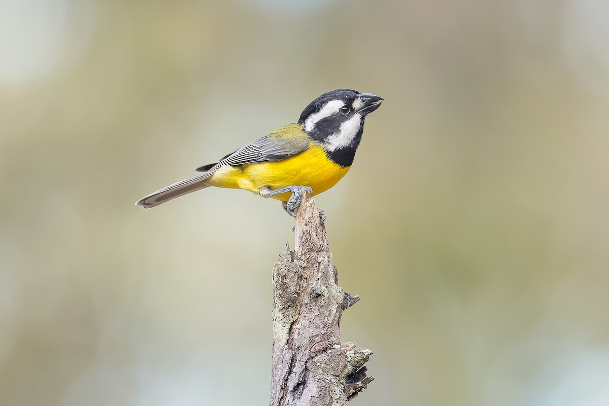 Eastern Shrike-tit - ML476595501